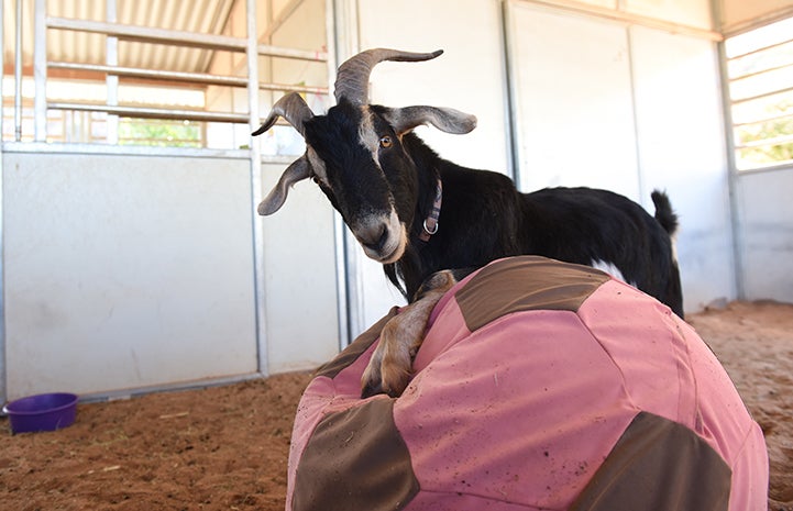 Black and white goat playing with a giant pink soccer ball