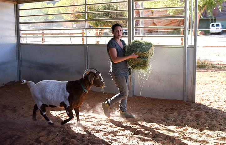 Woman carrying a bale of hay while brown and white goat follows with some hay in her mouth