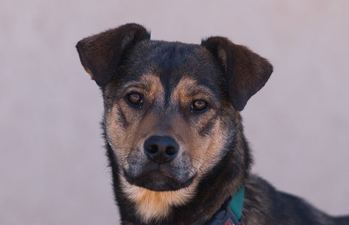 Brown and black dog with folded over ears and wearing a green collar looking at the camera