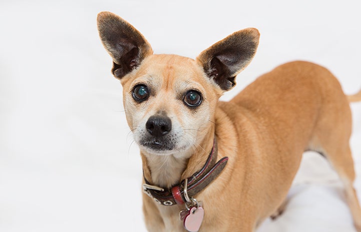 Brown Chihuahua-type dog wearing a collar and tags