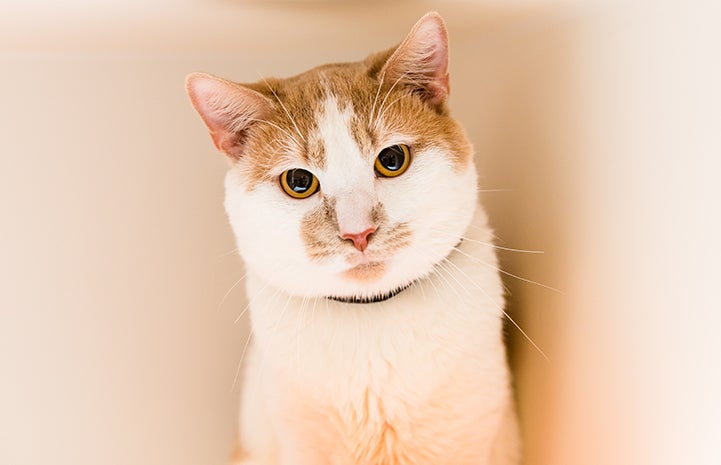 Orange and white cat with orange eyes wearing a black collar
