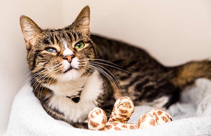 Brown tabby with white cat with a scarred eye, lying in a bed with a toy