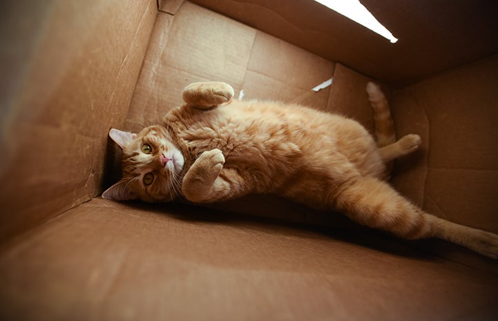 Orange tabby cat lying in a cardboard box