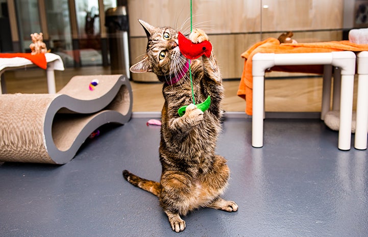 Brown tabby cat playing with a string toy