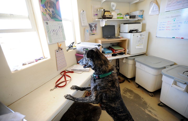 Brindle colored dog with both front paws up on a kitchen counter at the Sanctuary
