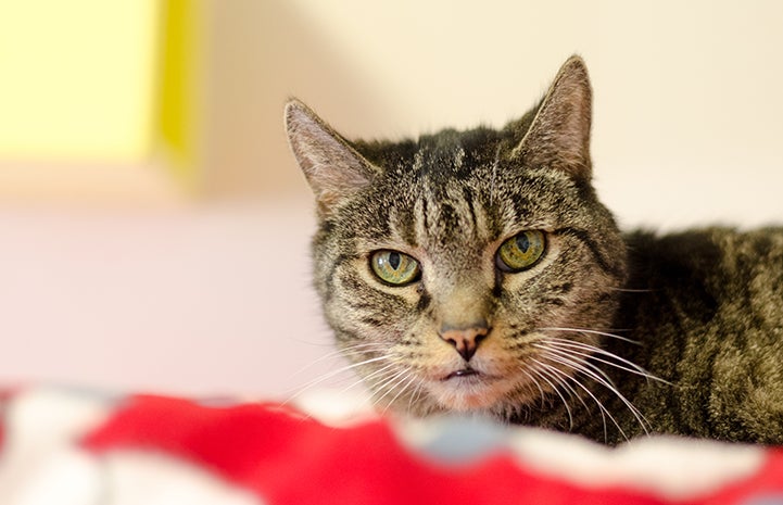 Brown senior tabby cat who has diabetes mellitus on a red and white blanket