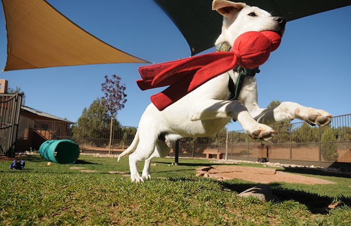White puppy with red toy in mouth leaping up through the air in a puppy park
