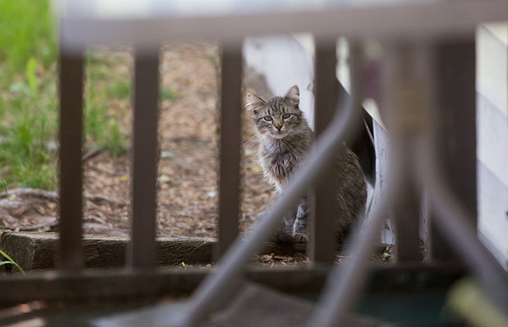 Gray tabby community cat behind some fencing