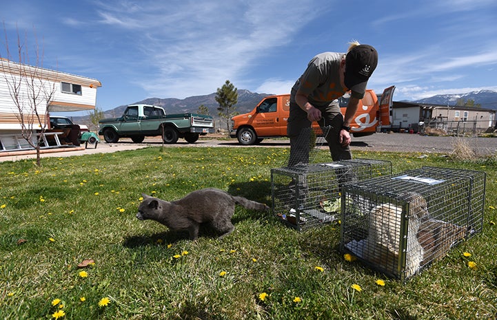 Woman releasing a gray cat from a humane trap with a Best Friends van behind her