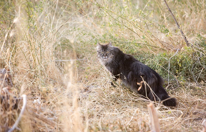 Medium hair gray cat in some long grass