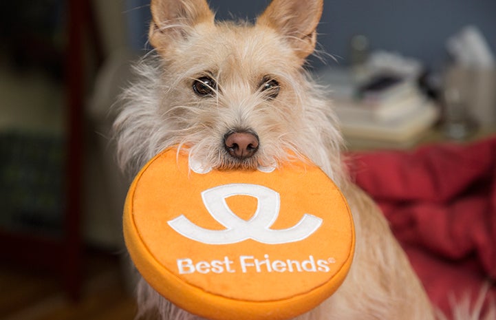 Terrier-type dog holding a Best Friends logo disc Frisbee in his mouth
