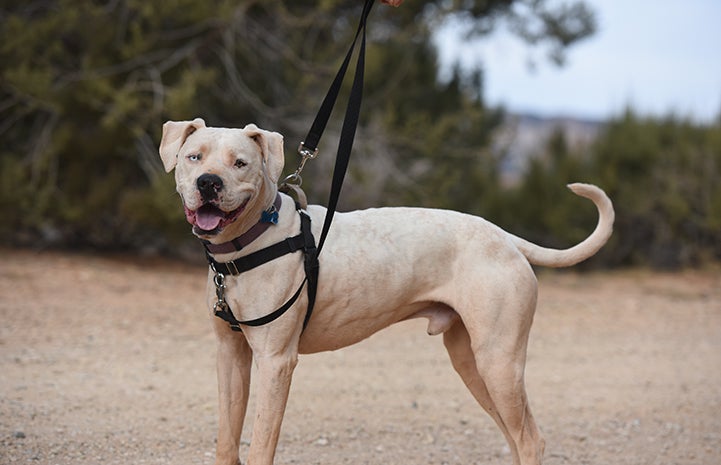 White pit-bull-terrier-type dog with one brown eye and one blue eye wearing a combo dog harness and leash