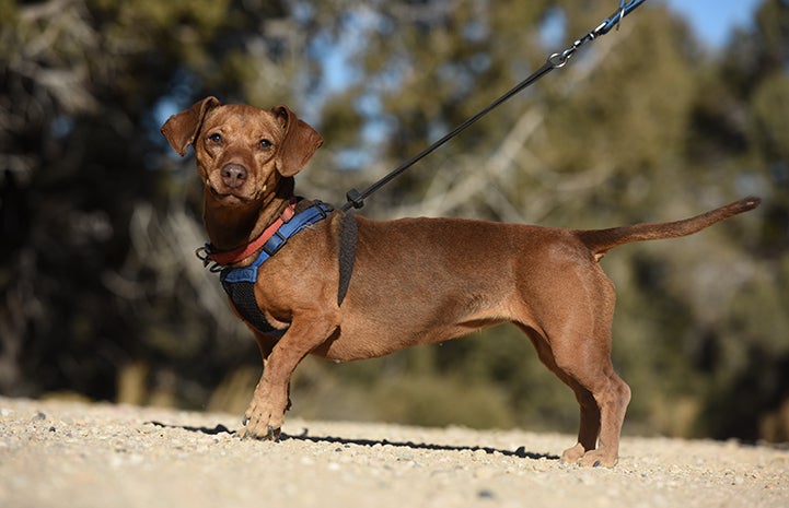 Brown dachshund wearing a blue and black around-the-torso dog harness