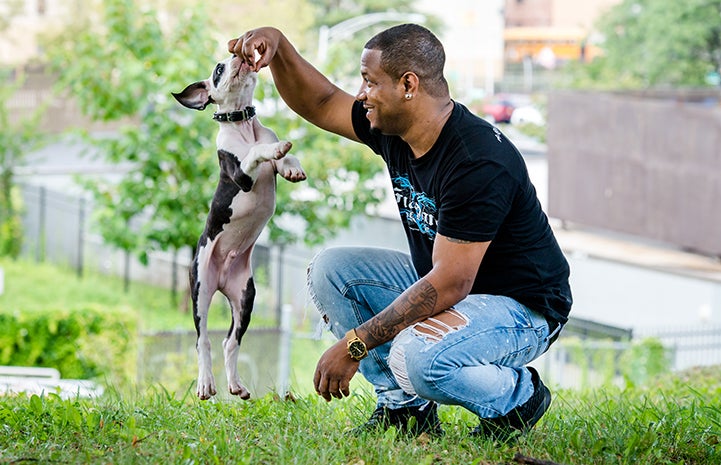 Squatting man holding up a treat with a small black and white dog or puppy jumping up to get it