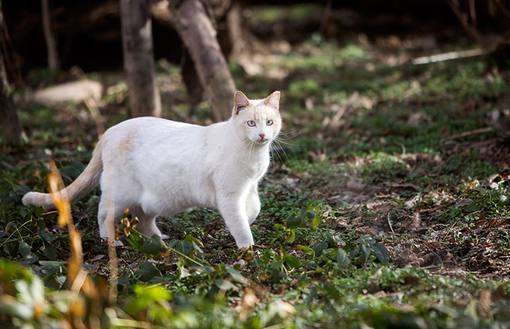 White and cream colored community (feral) cat, with blue eyes and an ear-tip