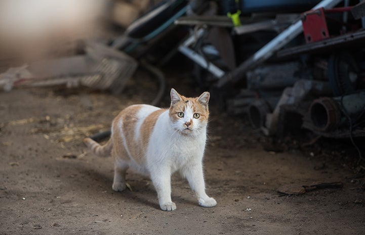 Ear-tipped orange and white short-hair community (feral) cat with debris behind him
