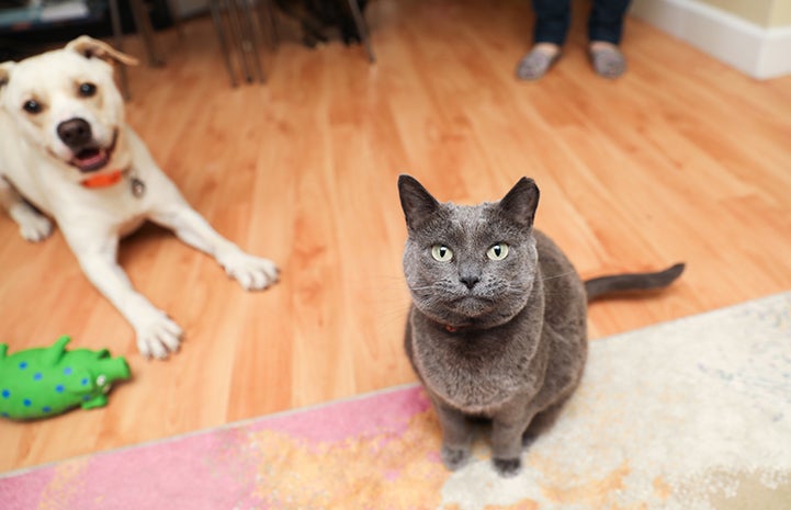 Reduce your dog’s reaction to the cat by gradually increasing her exposure to him