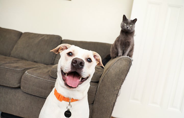 Continue practicing LAT with your dog until she can be right next to the cat without an issue