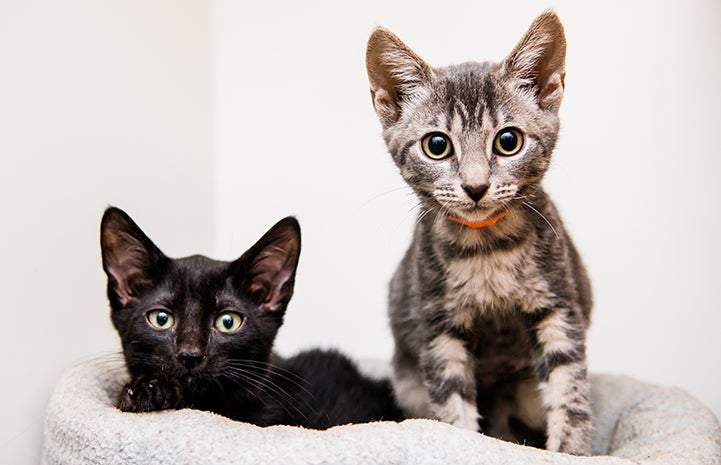 Increase the likelihood that your new cat will get along with the existing cat(s) in your household with these tips. These two kittens are best friends.