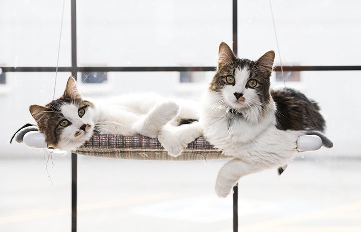Two cats lounging in a window bed together. There are steps you can take to reduce the likelihood of problems when introducing one cat to another.