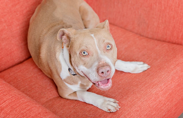 Tan and white pit-bull-terrier-type dog who is heartworm negative lying down on an orange chair