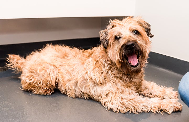 Large, brown, curly haired terrier mix dog lying on the ground with his mouth open