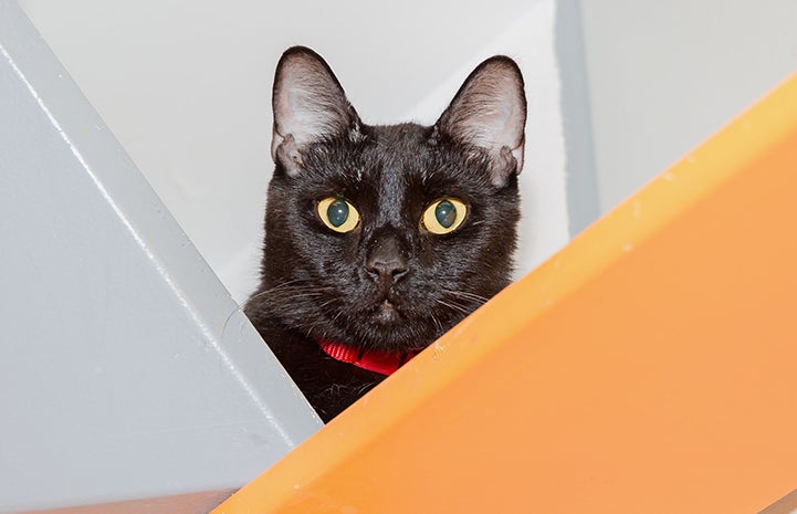 Black cat wearing a red collar peeking out from behind two boards