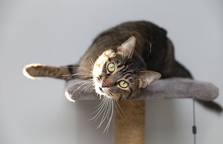 Brown tabby in a sunbeam, lying down on the top of a cat tree