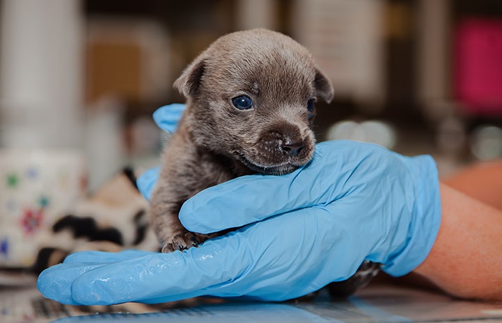 A blue gloved hand holding Bear, a very young neonatal puppy