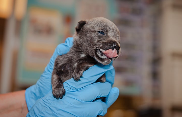 Bear, a very young neonatal puppy, licking his lips