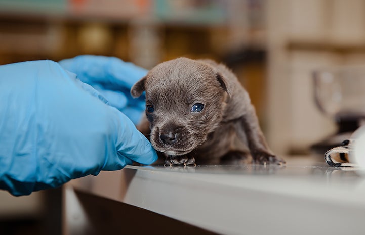 Bear, a very young neonatal puppy, on a table with some gloved hands keeping him from the edge