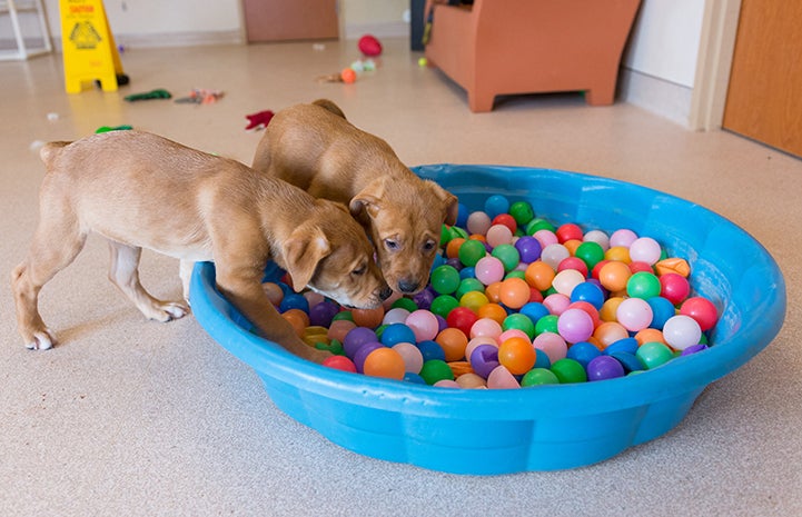 Pair of brown puppies playing in a kiddie pool full of multi-colored balls
