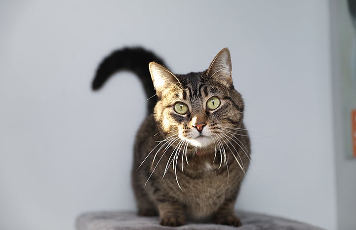 If you do need to find a new home for a cat, like this beautiful tabby, or dog, you’ll want to advertise as widely as you can, in as many places as possible