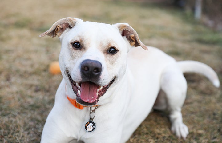 Check with your local animal control or animal services department in your city to find out what your legal obligations are when you find a lost pet like this happy white medium-sized dog