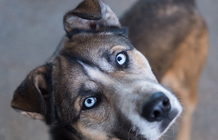 Husky mix dog with floppy ears and pale blue eyes who has lymphoma