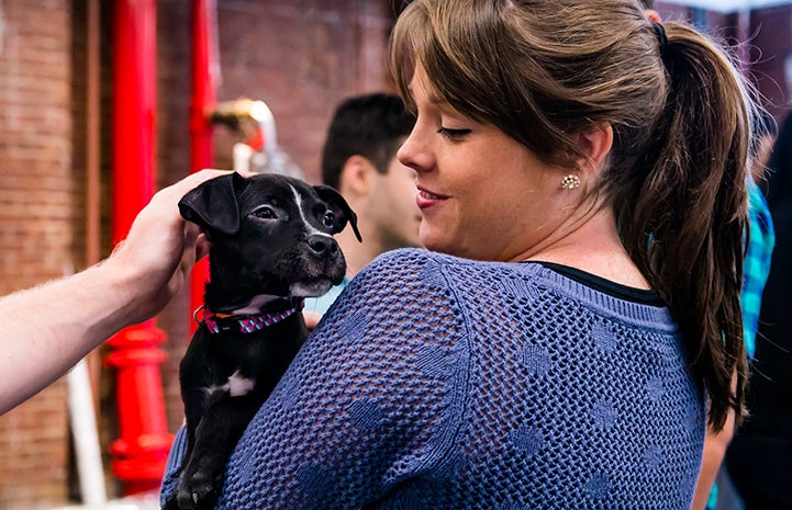 Woman holding a black puppy with a white stripe down his face, while another person pets the puppy
