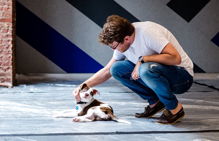 Man crouching down to pet a brown and white puppy on the floor