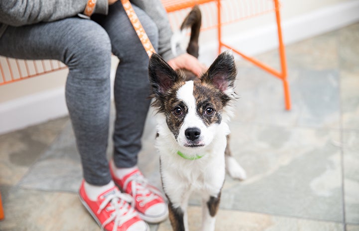 Small brindle brown and white dog on an orange leash with a person wearing red sneakers sitting on a bench behind him
