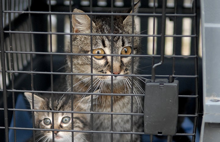 Gray tabby cat and gray tabby kitten in a carrier