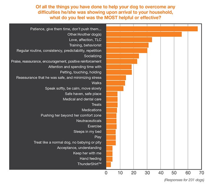 Chart: Of all the things you have done to help your dog to overcome any difficulties he/she was showing upon arrival to your household, what do you feel was the MOST helpful or effective?