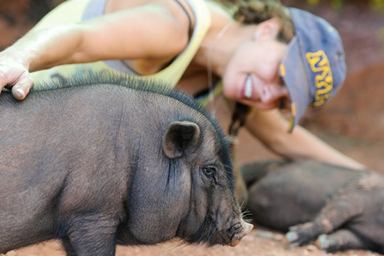 Pigs as Pets | Best Friends Animal Society