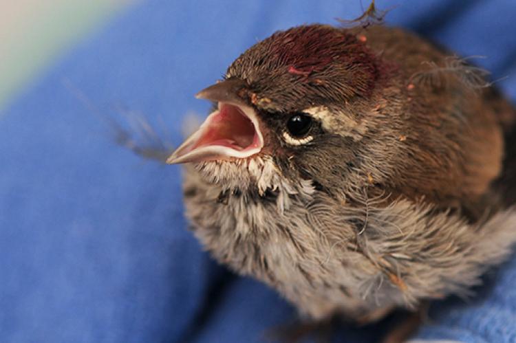 Wounded Wild Bird Rescue – How to Help | Best Friends Animal Society