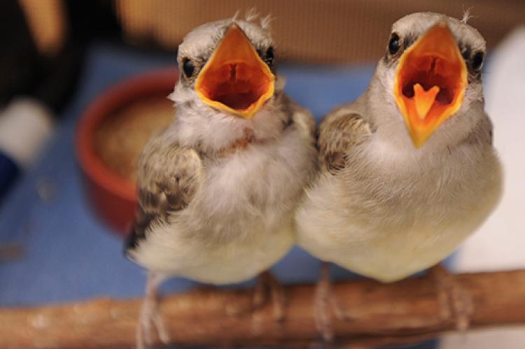 How to Save a Baby Bird | Best Friends Animal Society
