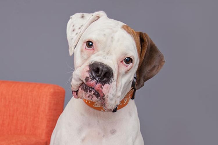 White-and-brown dog posing with a cocked head next to an orange chair