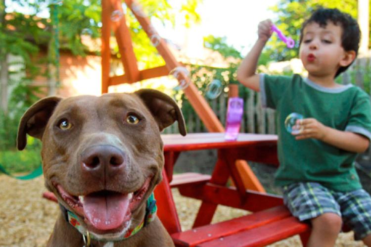 Breed restrictions against dogs like this friendly brown pitbull do not make communities safer.