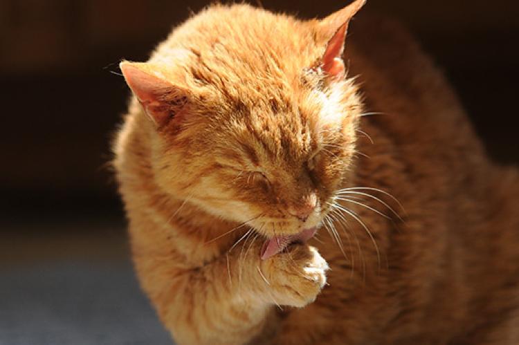 Orange tabby cat who is losing some fur licking his paw