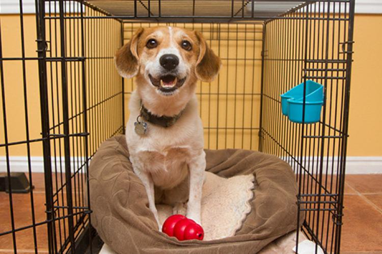 Brown and white dog in a crate