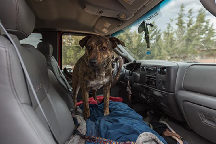 Dog who used to be anxious about riding in the car is ready to go for a ride.