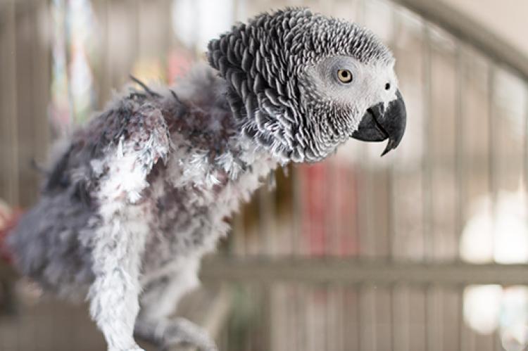 an African grey parrot with missing feathers due to feather plucking