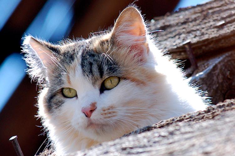 Ear-tipped cat in a sunbeam